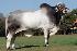 Raca: nelore mocho (corte) rgd: ncg 4402